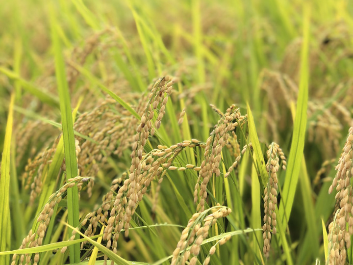 自然栽培】乾燥大豆「里のほほえみ」9.5kg 〜令和7年・山形県鶴岡産