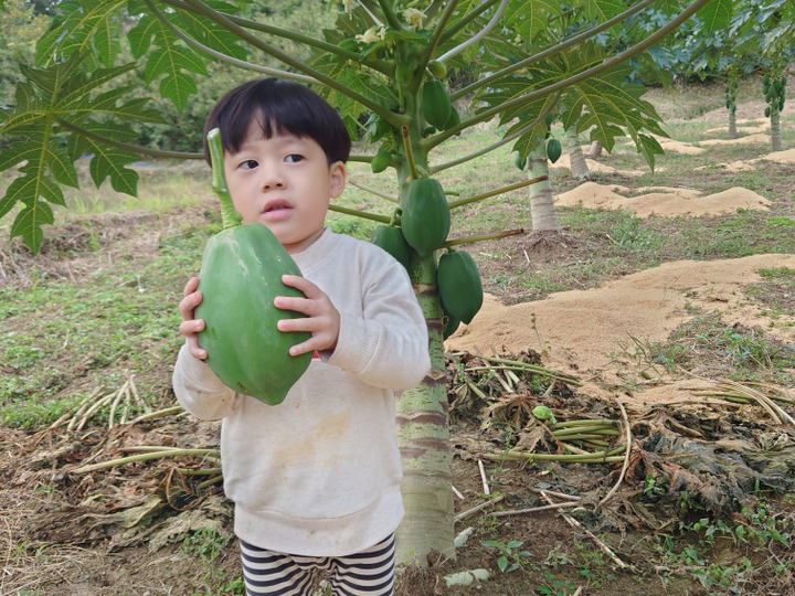 青パパイヤ茶 300g 山梨県産 美容と健康！酵素たっぷり！『パパイヤ葉茶』60g（2g×30p