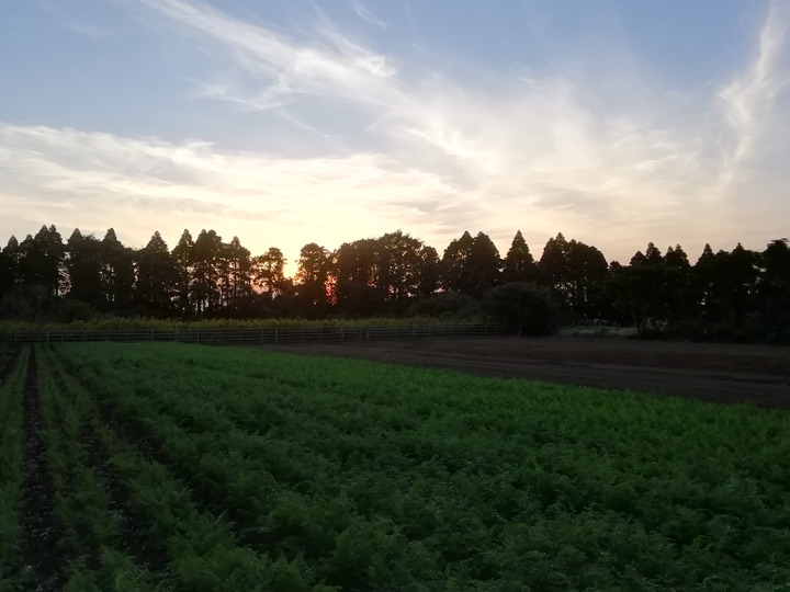留守農場の四季のお野菜の紹介