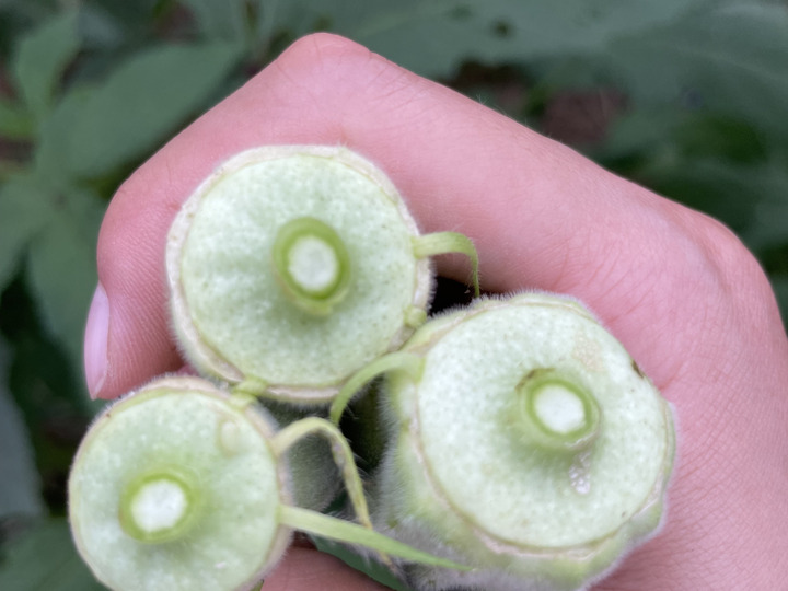 1kg2,000円👨‍🌾👩‍🌾旬！採れたて！新鮮！自然栽培！レモングラス