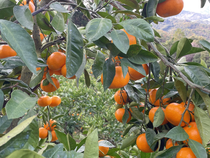 木成り完熟で1番美味しいみかんを収穫