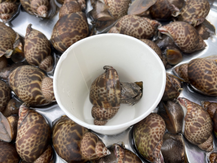 日本海の豊かな自然環境で育った魚介
