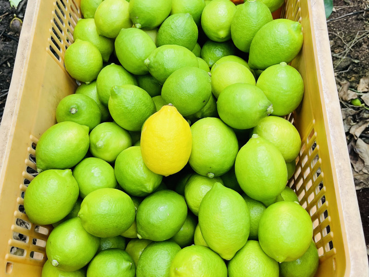 せとか“わけあり”5kg甘くて実がトロトロの柑橘：広島県産のみかん