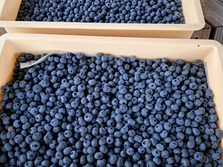摘みたて発送❣ フレッシュブルーベリー1kg：青森県産の