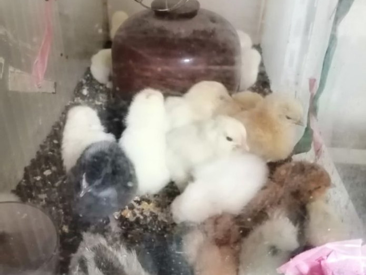 地域で長年飼育された放し飼い品種を中心に孵卵器で卵からヒヨコを薬を使わず丈夫に免疫力を養って育てています。