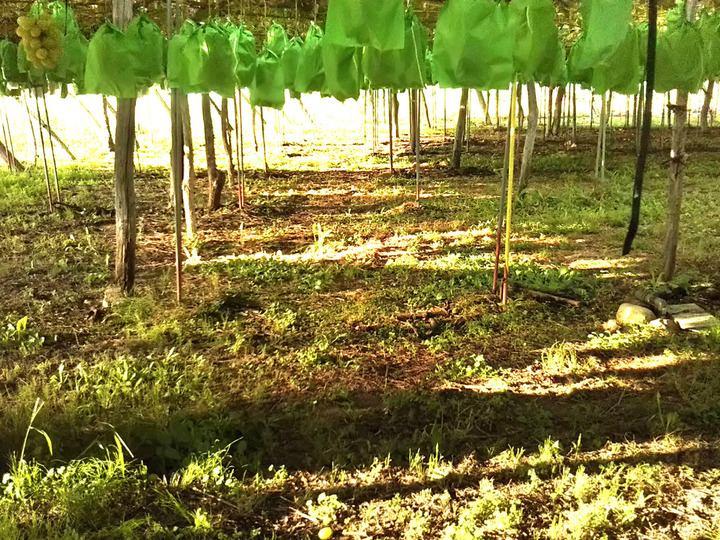 有機肥料やたい肥を使用しています