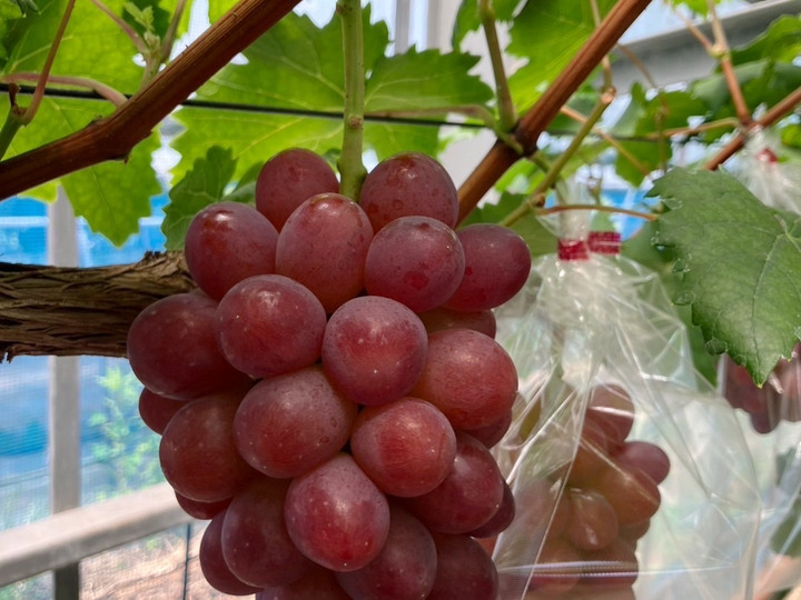 温暖な瀬戸内の栽培地にパイプハウスを設置、雨除けの施設栽培で良質な葡萄を生産