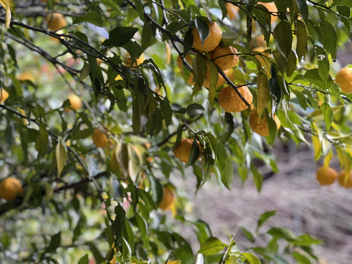 森育ち！天然の花山椒 20g：福島県産の花山椒｜食べチョク｜産地直送