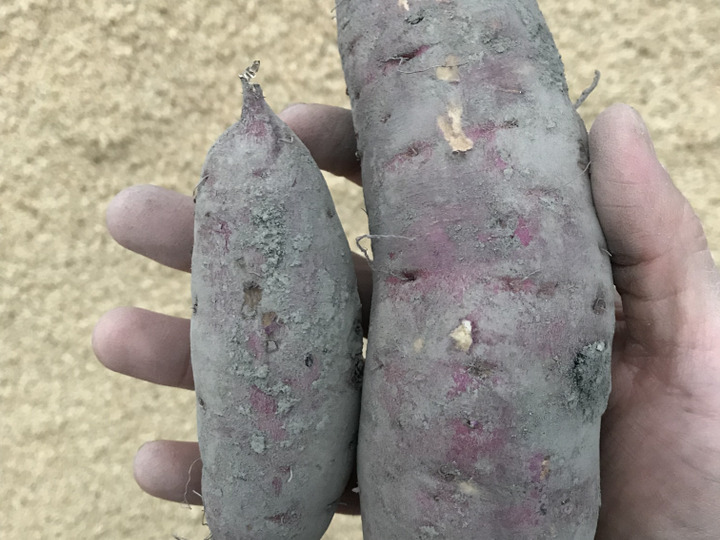②ニーズに合わせての野菜作り