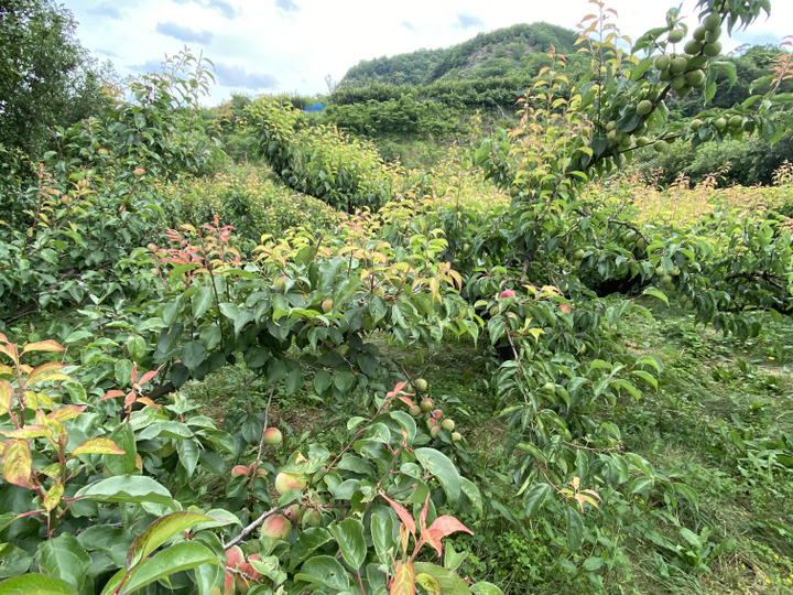 とにかく安く買いたいに！大きな傷あり紀州南高梅（木熟）【5kg