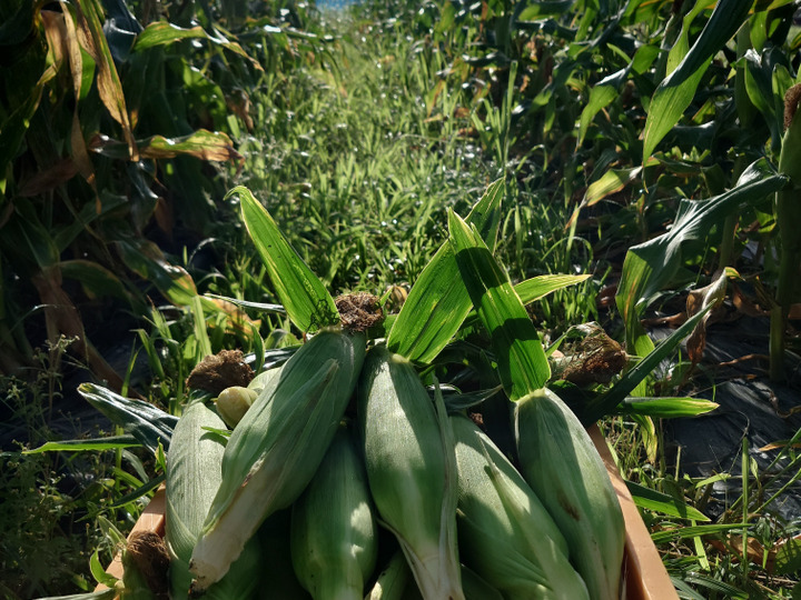 100％本物 菜の花（3kg）朝採り直送！！：千葉県産のその他葉物野菜｜食べ 野菜