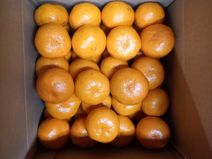 カネ白みかん農園の紹介：高知県｜食べチョク｜農家・漁師の産直ネット 