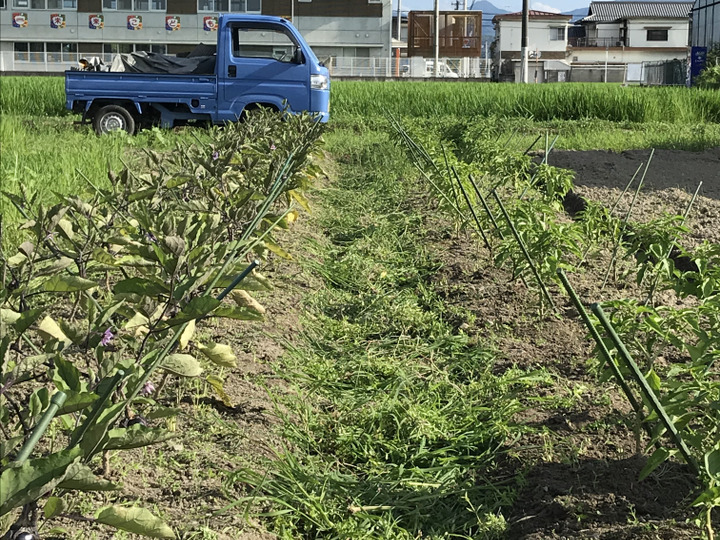 楽天市場】【ふるさと納税】【定期便】兵庫県福崎町産 ひの