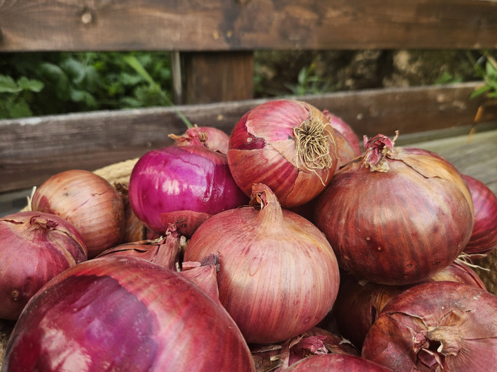 柔らかいふかふかの土の中で、自家製堆肥を使用しています！