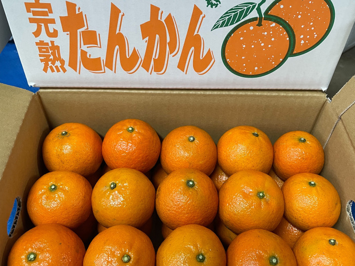 深見たんかんへのレビュー 商品 鹿児島県 食べチョク 産地直送 産直 お取り寄せ通販 農家 漁師から旬の食材を直送