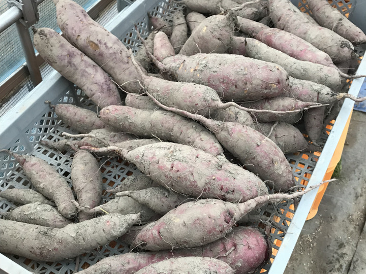 今が食べ頃 さつまいも 紅はるか 大小セット2キロ 富山県産のさつまいも 食べチョク 産地直送 産直 お取り寄せ通販 農家 漁師から旬の食材を直送 今が食べ頃 さつまいも 紅はるか 大小セット2キロ 富山県産のさつまいも 食べチョク 産地直送 産直 お取り寄せ通販 農家 漁師から旬の食材を直送