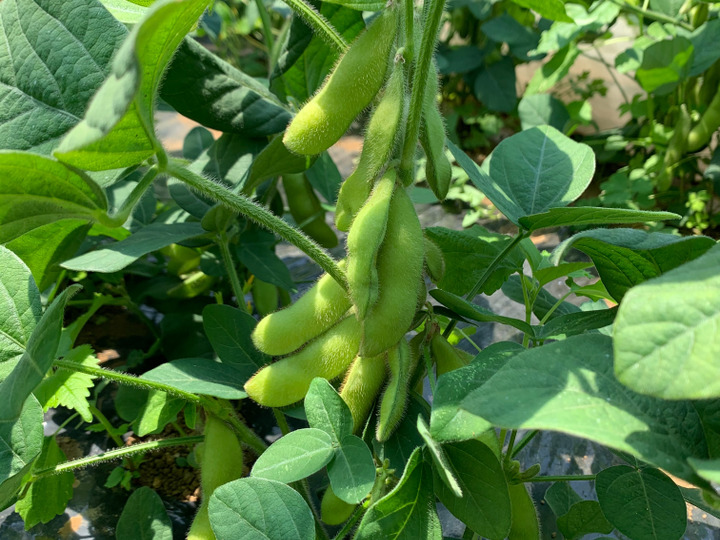 新鮮な野菜をお届け❗️