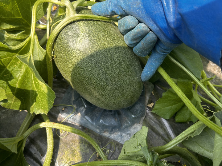 生産者のこだわり
