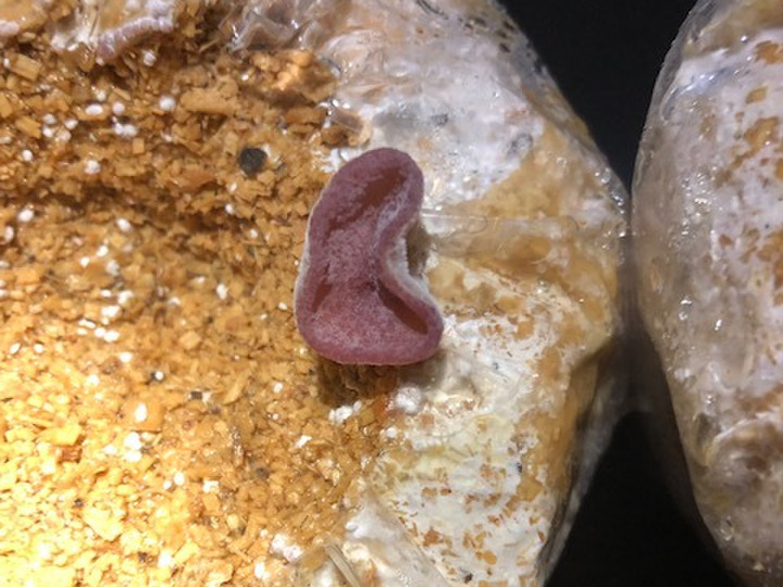 生産者のこだわり