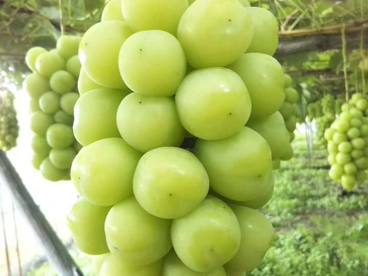 きちんと味の乗ったぶどうをお届けします。