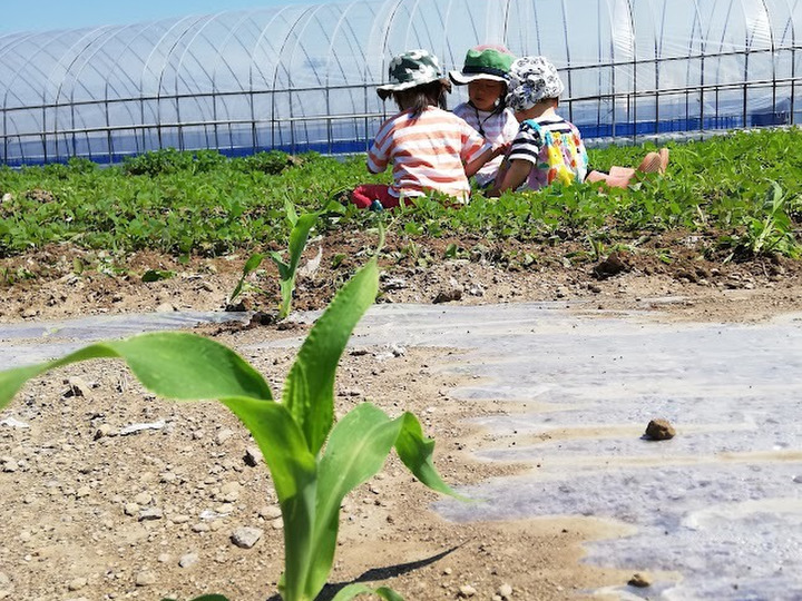 子供たちに食べさせたいお野菜を