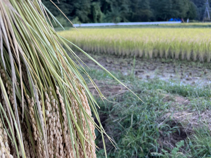 てつちたとへのレビュー・商品:長野県|食べチョク|産地直送 てつちたとへのレビュー・商品:長野県|食べチョク|産地直送