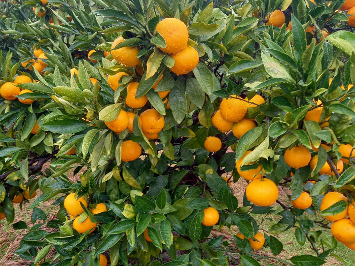 カネ白みかん農園の紹介:高知県|食べチョク|農家・漁師の産直ネット