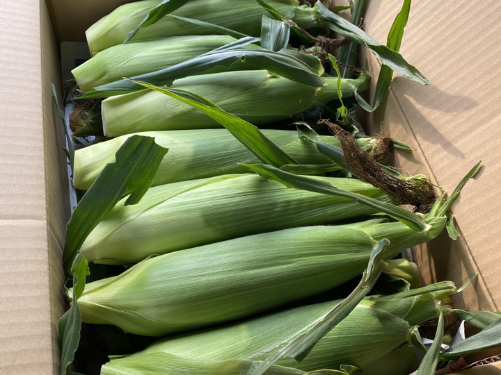 朝採り野菜