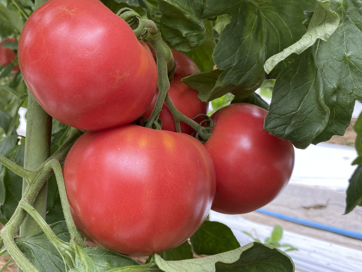 完熟トマトを収穫