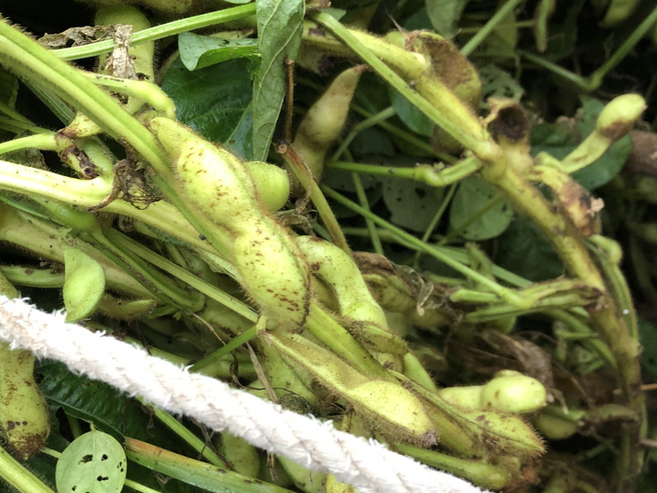 送料無料 数量限定 無農薬 新鮮朝採りタケノコ約6キロ 茨城県産