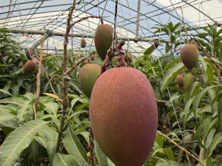 農家直送】【夏ギフト】宮古島産 完熟アップルマンゴー 家庭用 約4kg