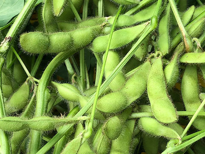 手摘みの朝採れの旬野菜