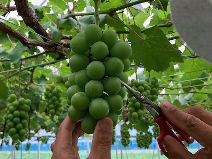厳選！暑い夏にぴったり【凜夏梨】小箱（5～6玉入り）：滋賀県産の凛