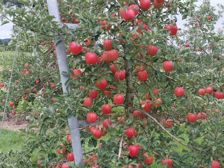 生産者のこだわり