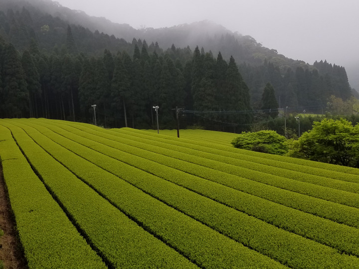 期間限定特別価格 お茶 鹿児島県知覧町後岳産 2022年新茶 日本