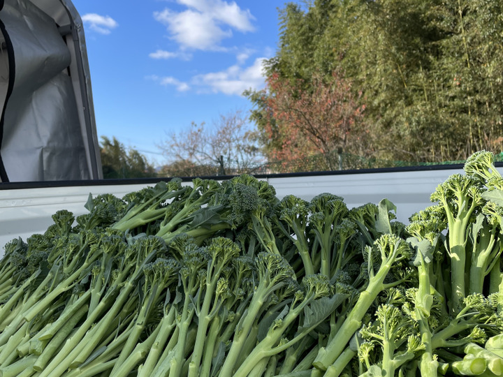 ちょっと珍しい野菜づくり