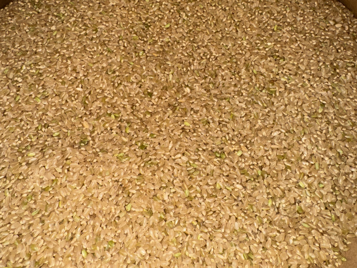 予約🌾【令和7年産新米】高知県産 コシヒカリ 30キロ 玄米：高知