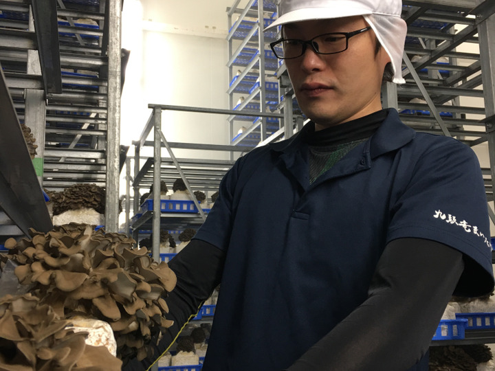 採りたて！九頭竜まいたけ（2株）【福井県産舞茸】：福井県産の