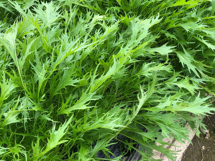 京都南部の温暖な気候・きれいな水を浴びてすくすく育った野菜