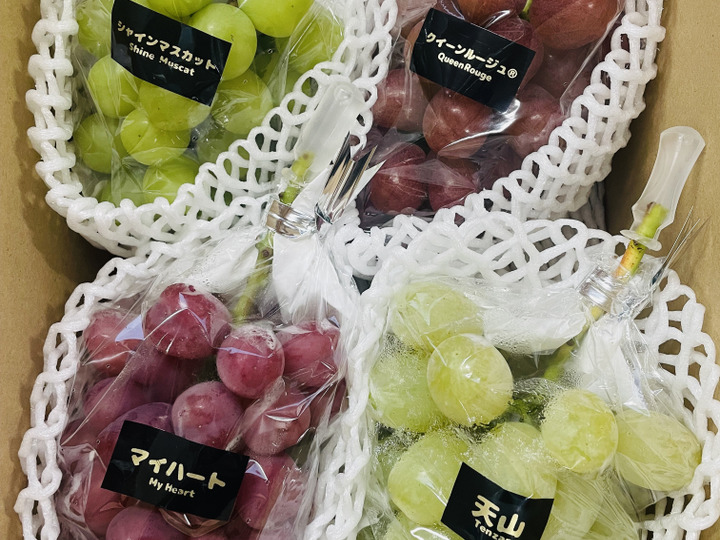 予約】【幻のレアぶどう】天山（てんざん） 1房 約500g【数量限定