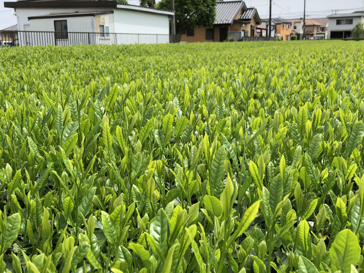 生産者のこだわり