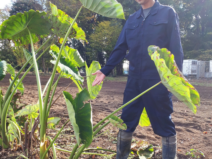 栽培期間中、農薬不使用の季節野菜