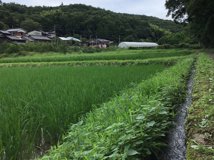 田んぼの環境