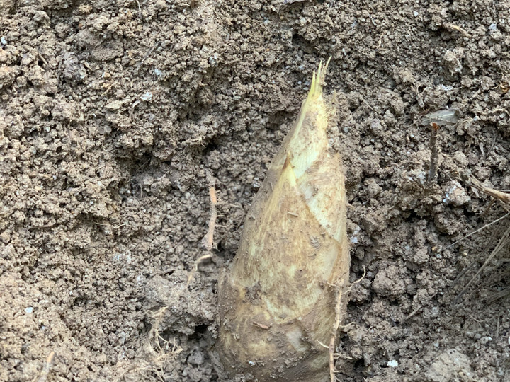 湯がきたては栗の味 京都大原野特産 朝掘り 貴重な白子たけのこ 4kg