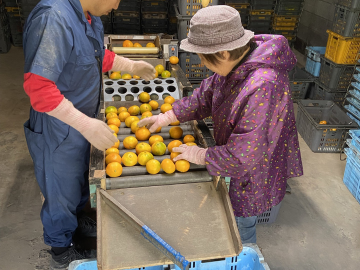 甘夏セット【木取り無選果】甘夏＆紅甘夏（１０ｋｇ）：愛媛県産のみかん・柑橘類｜食べチョク｜産地直送(産直)お取り寄せ通販 -  農家・漁師から旬の食材を直送