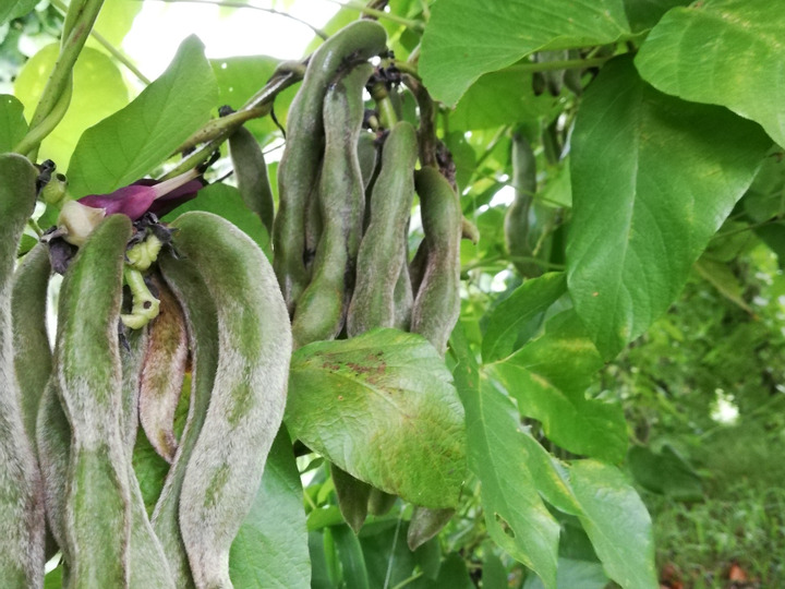 生産者のこだわり