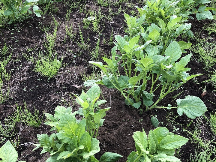 ☆フラクトオリゴ糖たっぷり健康野菜☆ 在来種ヤーコン（1kg超