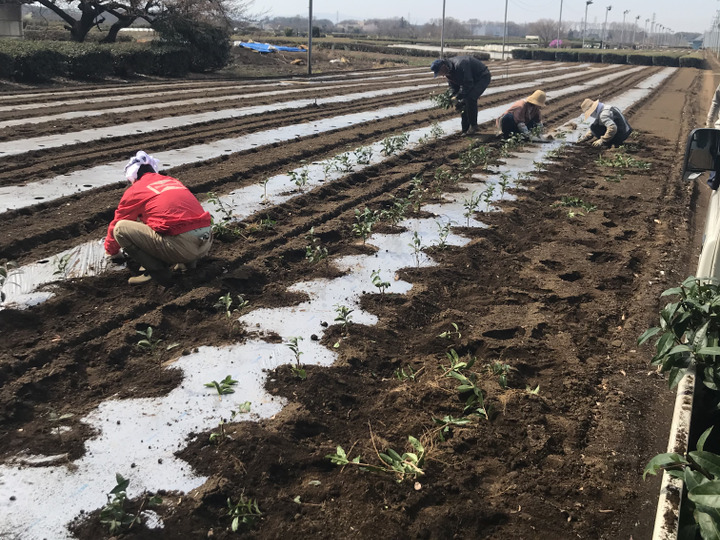 鷹ノ羽 森田園へのレビュー・商品：埼玉県｜食べチョク｜産地直送(産直)お取り寄せ通販 - 農家・漁師から旬の食材を直送