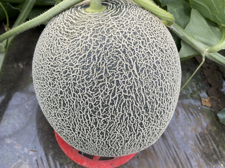 防虫ネットなどを使って減農薬！