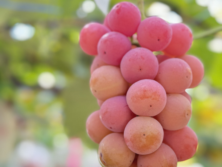 MARU9へのレビュー・商品：愛知県｜食べチョク｜産地直送(産直)お